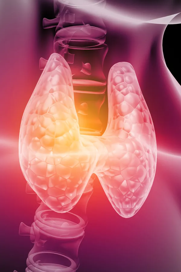 Hypothyroidism-Treatment 3D illustration of the thyroid. Get hypothyroidism treatment from Kane Lai, MD in Dallas.